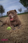 Coco - Photo 2