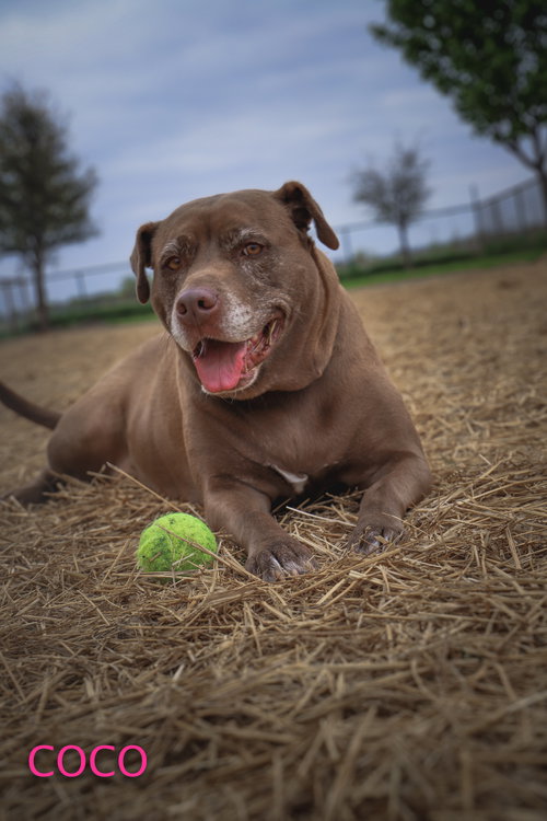 COCO - Labrador Retriever available for adoption