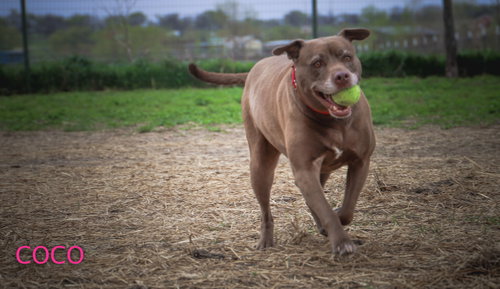 Coco, photo 10