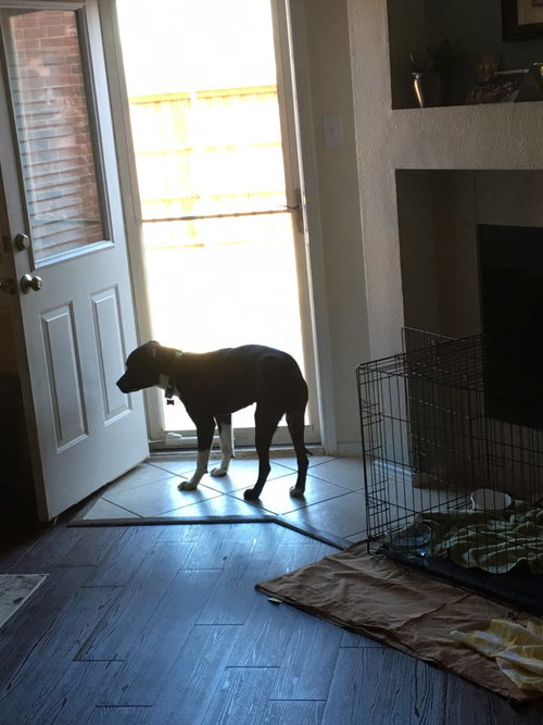 Bear, photo 15