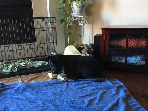 Bear, photo 16