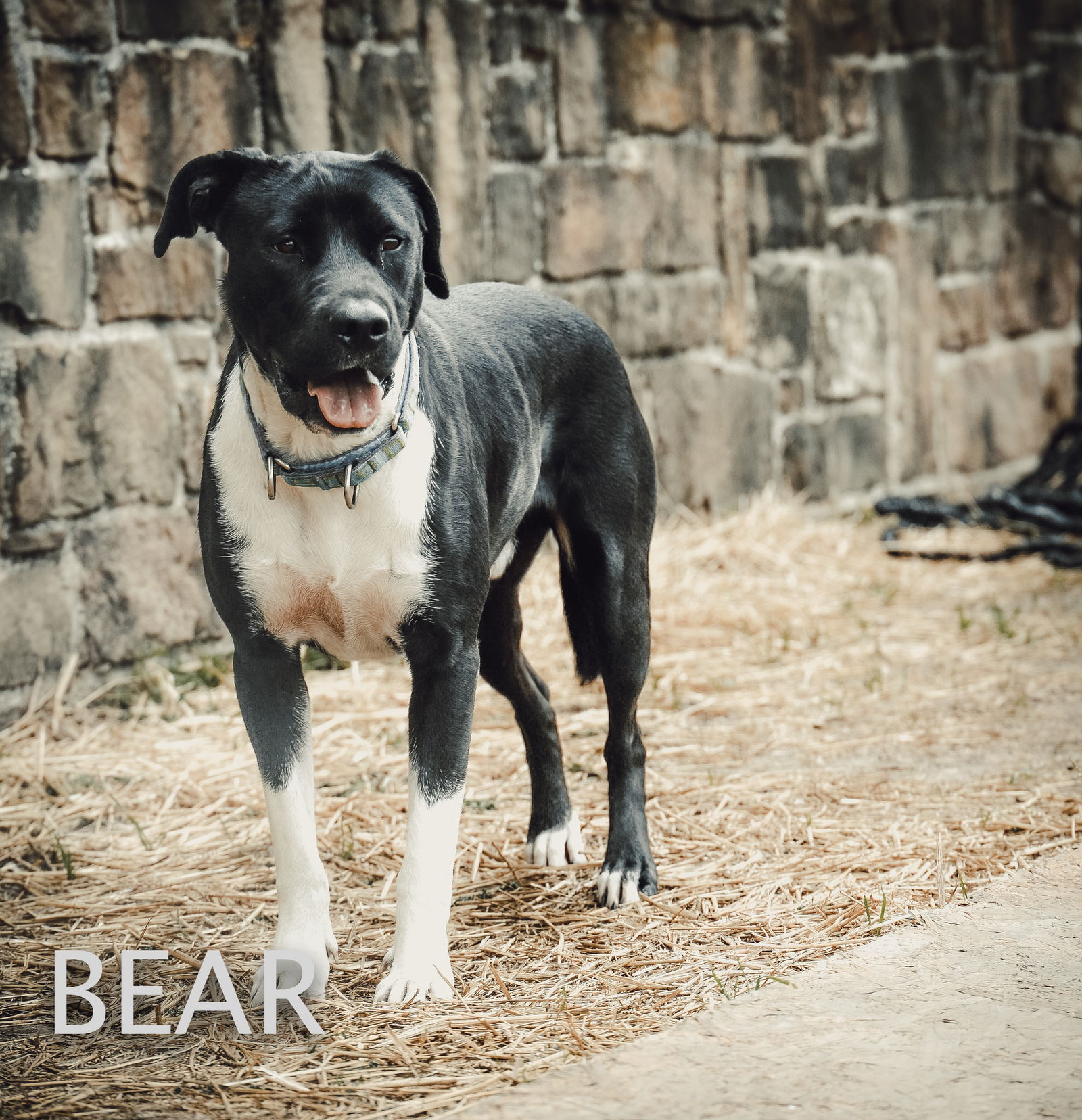 adoptable Dog in Dallas, TX named Bear