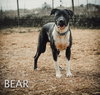 Bear - Photo 3