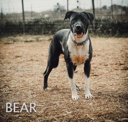 Bear photo 3