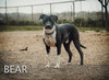 Bear - Photo 2