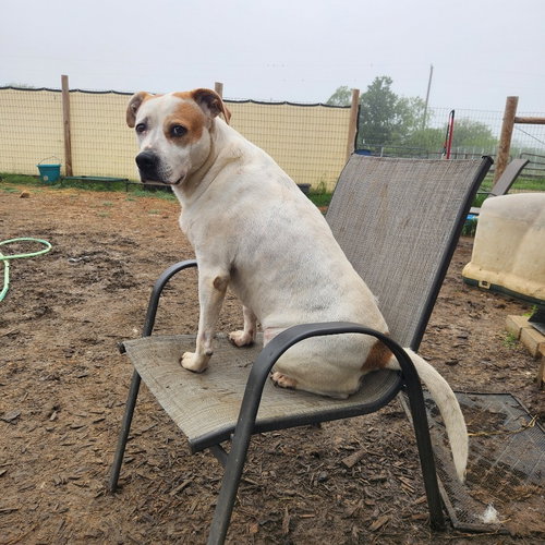 JASMINE - Terrier / Pit Bull Terrier available for adoption