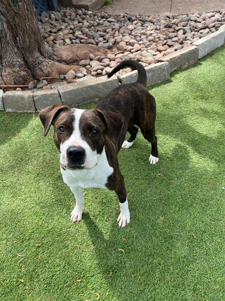 adoptable Dog in Dallas, TX named Berniece