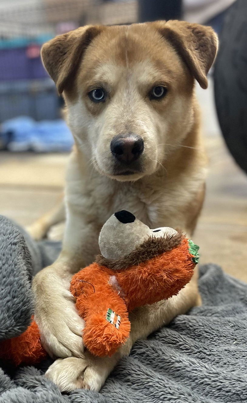 adoptable Dog in Anna, TX named Skylar