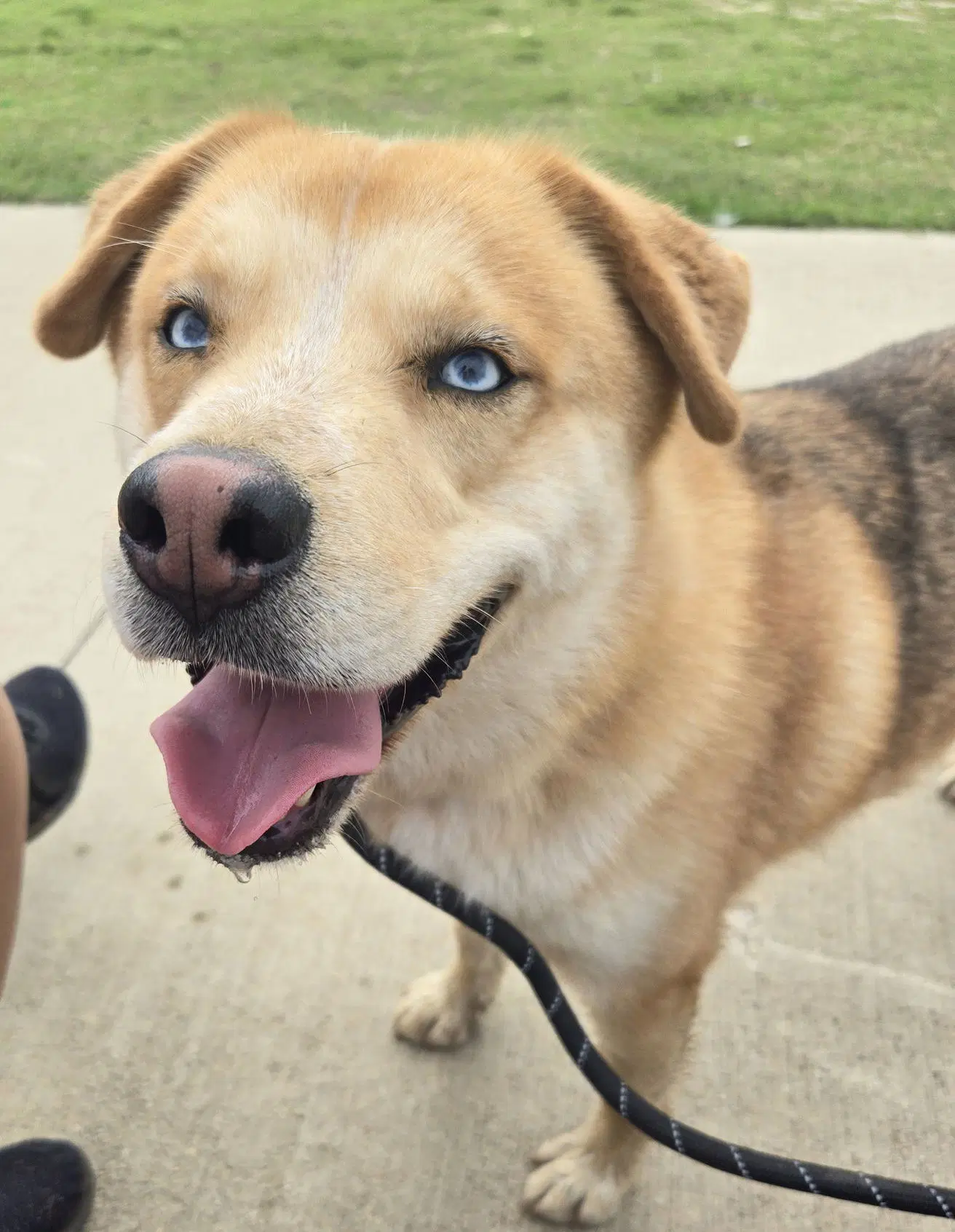Skylar - Husky