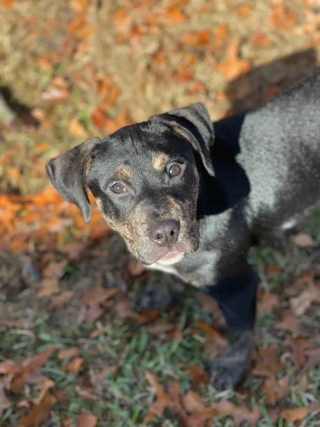 Charlie - Pit Bull Terrier