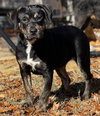 Charlie - Photo 2