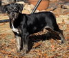 Charlie - Photo 5