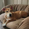adoptable Dog in  named Lucy
