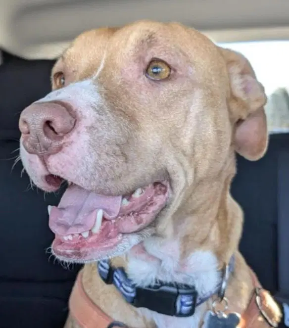Honey - Pit Bull Terrier