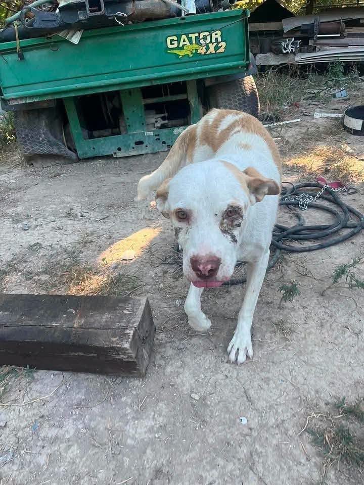 Pongo