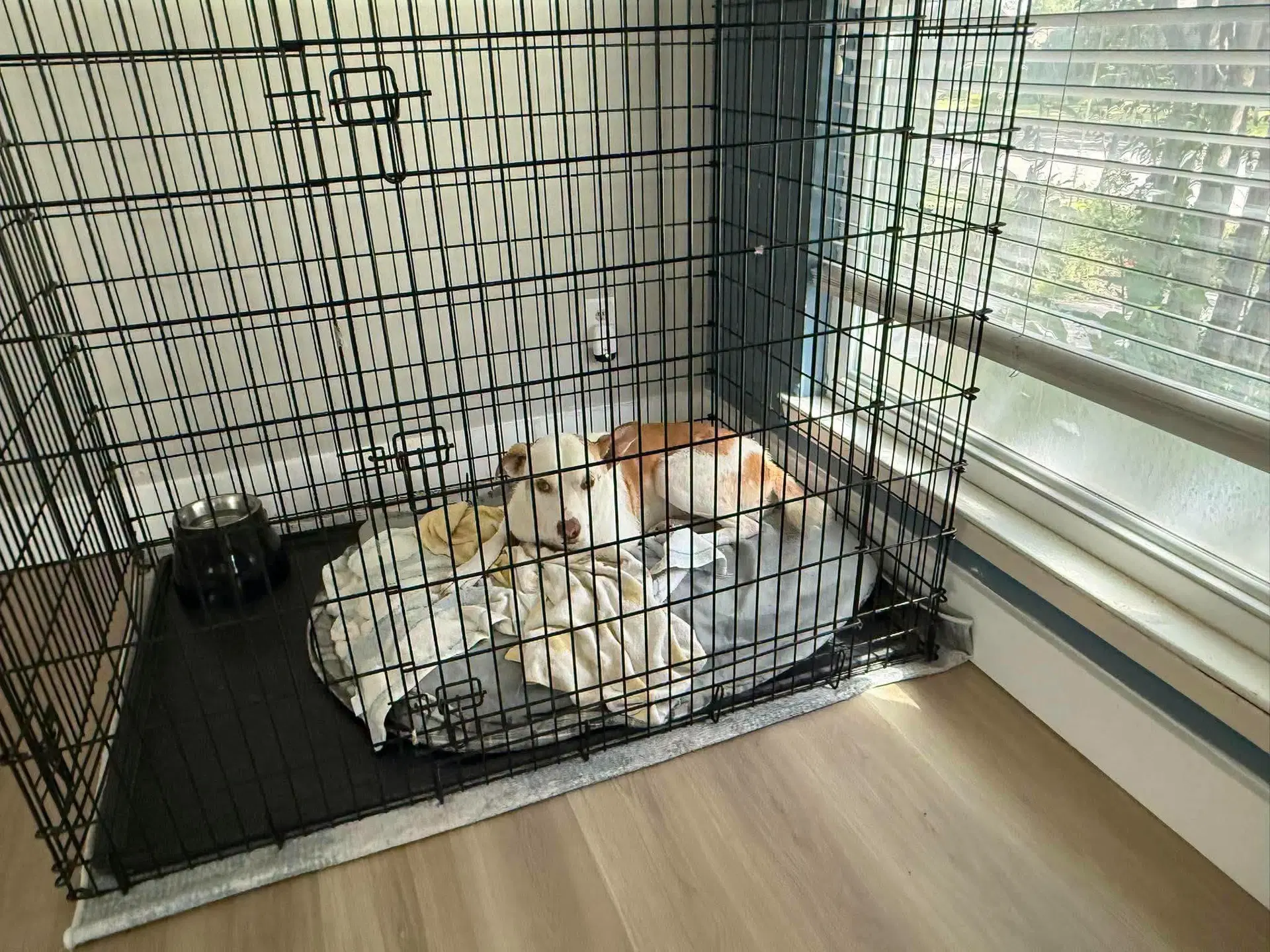 Pongo image 4