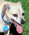 Duke - Photo 2