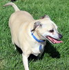 Duke - Photo 3