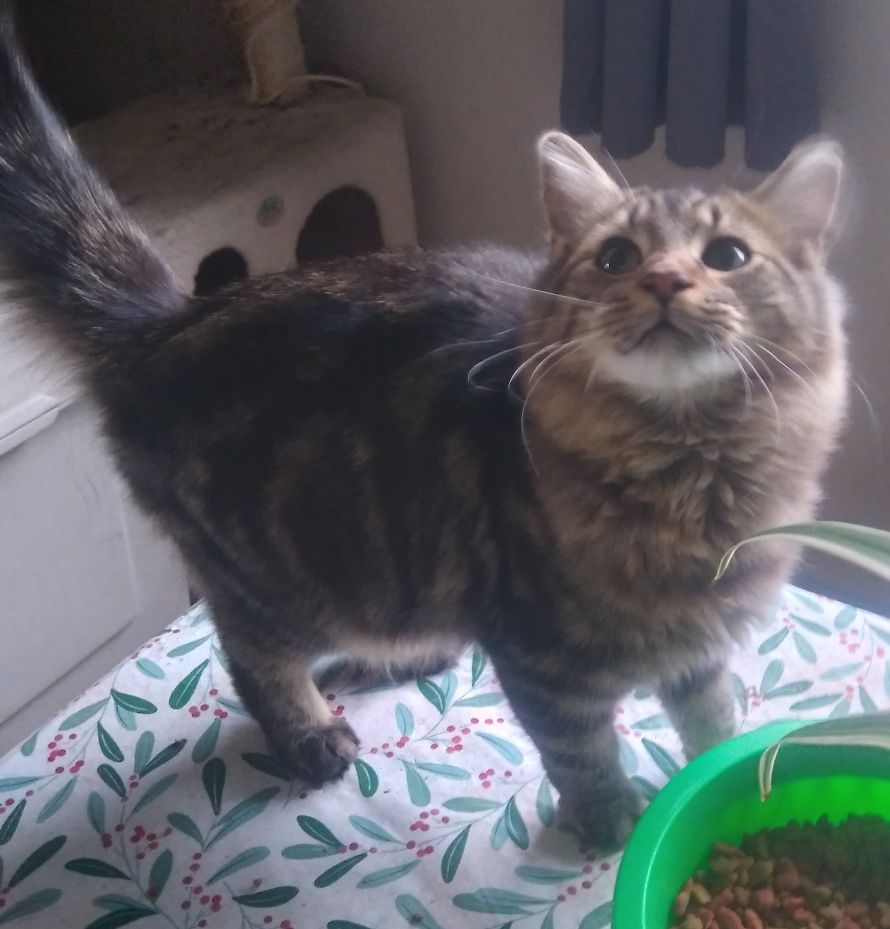 Cats for Adoption in Walnut Creek, California Alpha Paw