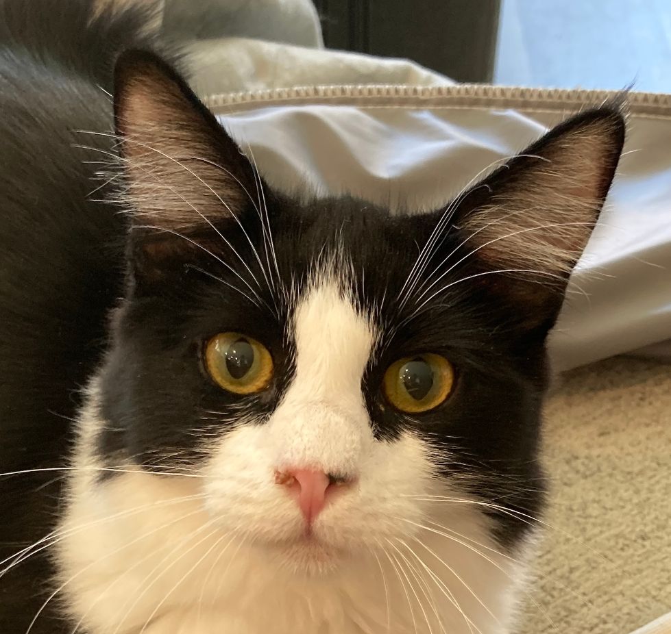 Cats for Adoption in Strawberry, California Alpha Paw