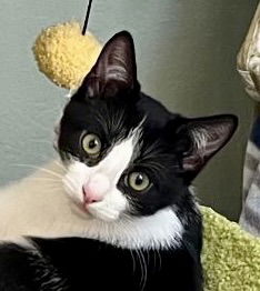 adoptable Cat in Antioch, CA named Jackson