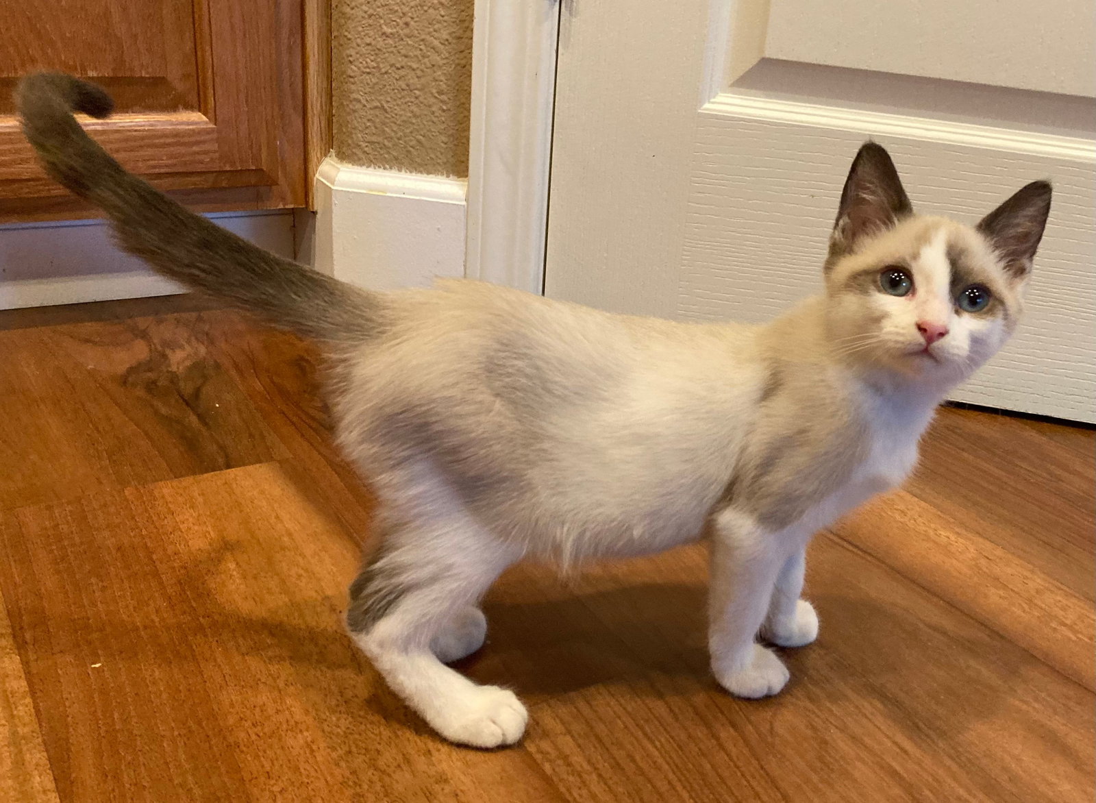 Cat adoption in Antioch, CA 94531 Siamese / Domestic Short Hair