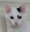 adoptable Cat in  named Scout  (female)