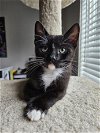 adoptable Cat in  named Splash  - Bonded Pair