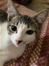 adoptable Cat in antioch, CA named Lenore