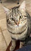 adoptable Cat in oakley, CA named Tabitha