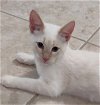 adoptable Cat in oakley, CA named Kinji - Bonded with Kasper