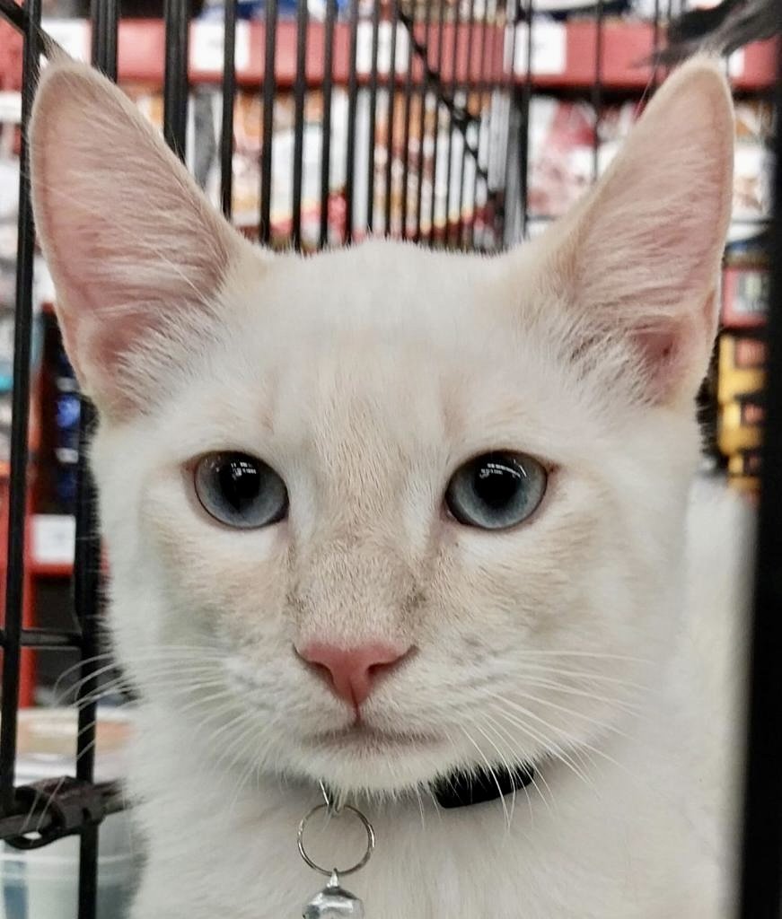 adoptable Cat in Oakley, CA named Kasper - Bonded with Kinji