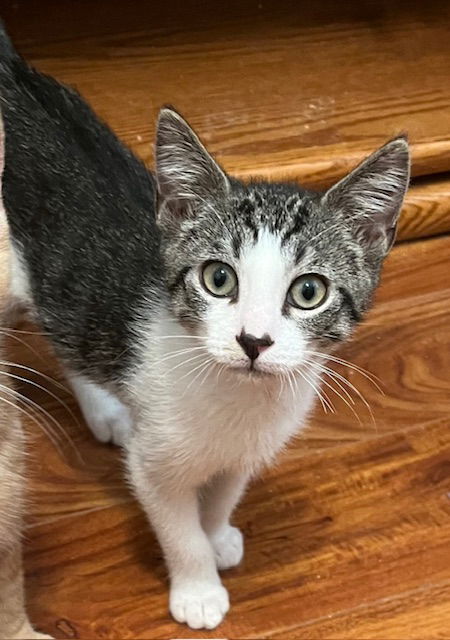 adoptable Cat in Oakley, CA named Marty