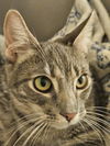 adoptable Cat in  named Luna  - Bonded with Diana