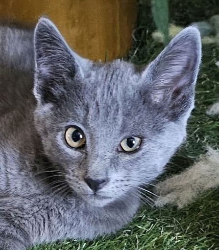 adoptable Cat in Antioch, CA named Vlad