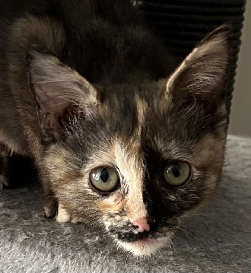 adoptable Cat in Oakley, CA named SweeTart