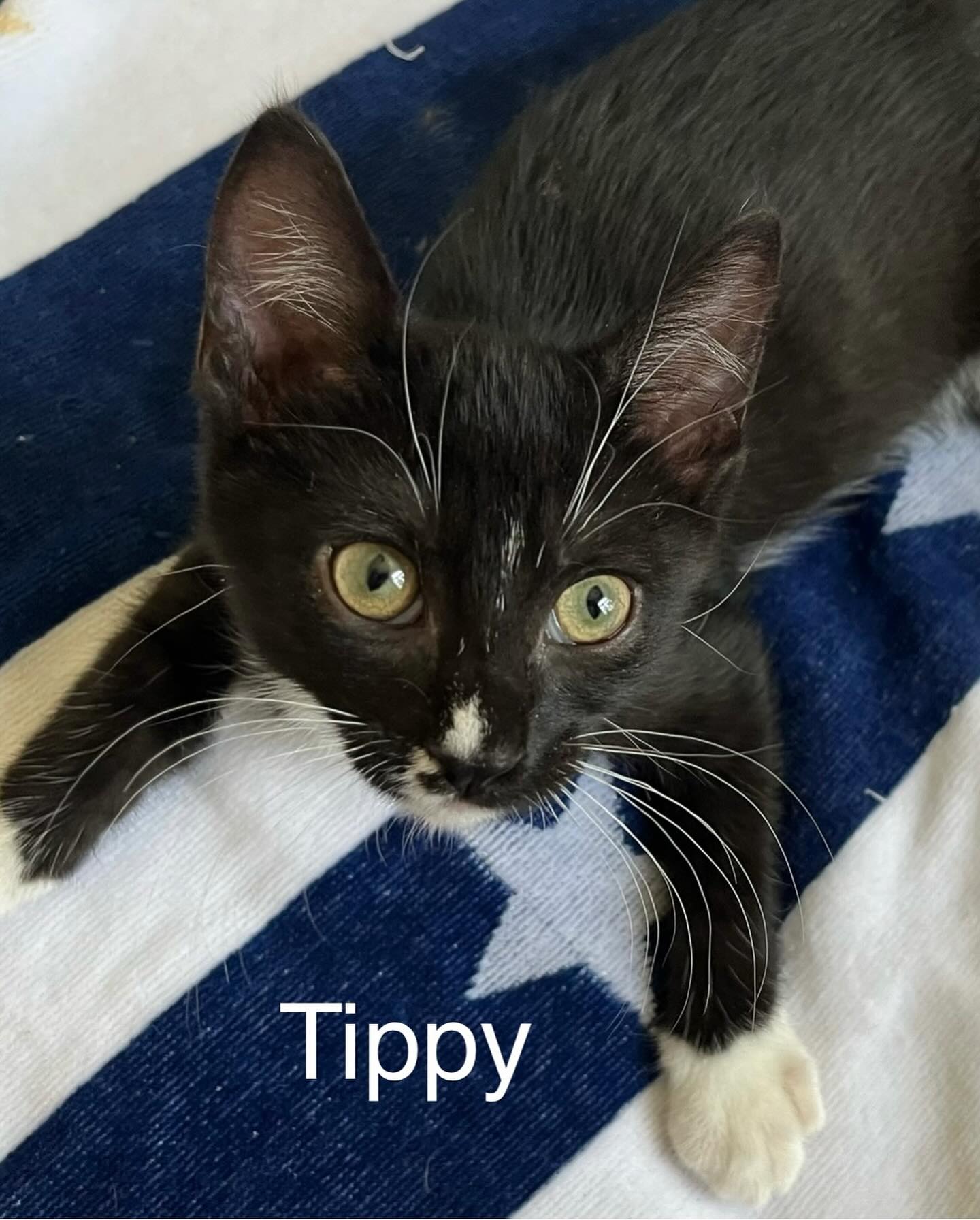 adoptable Cat in Oakley, CA named Tippy