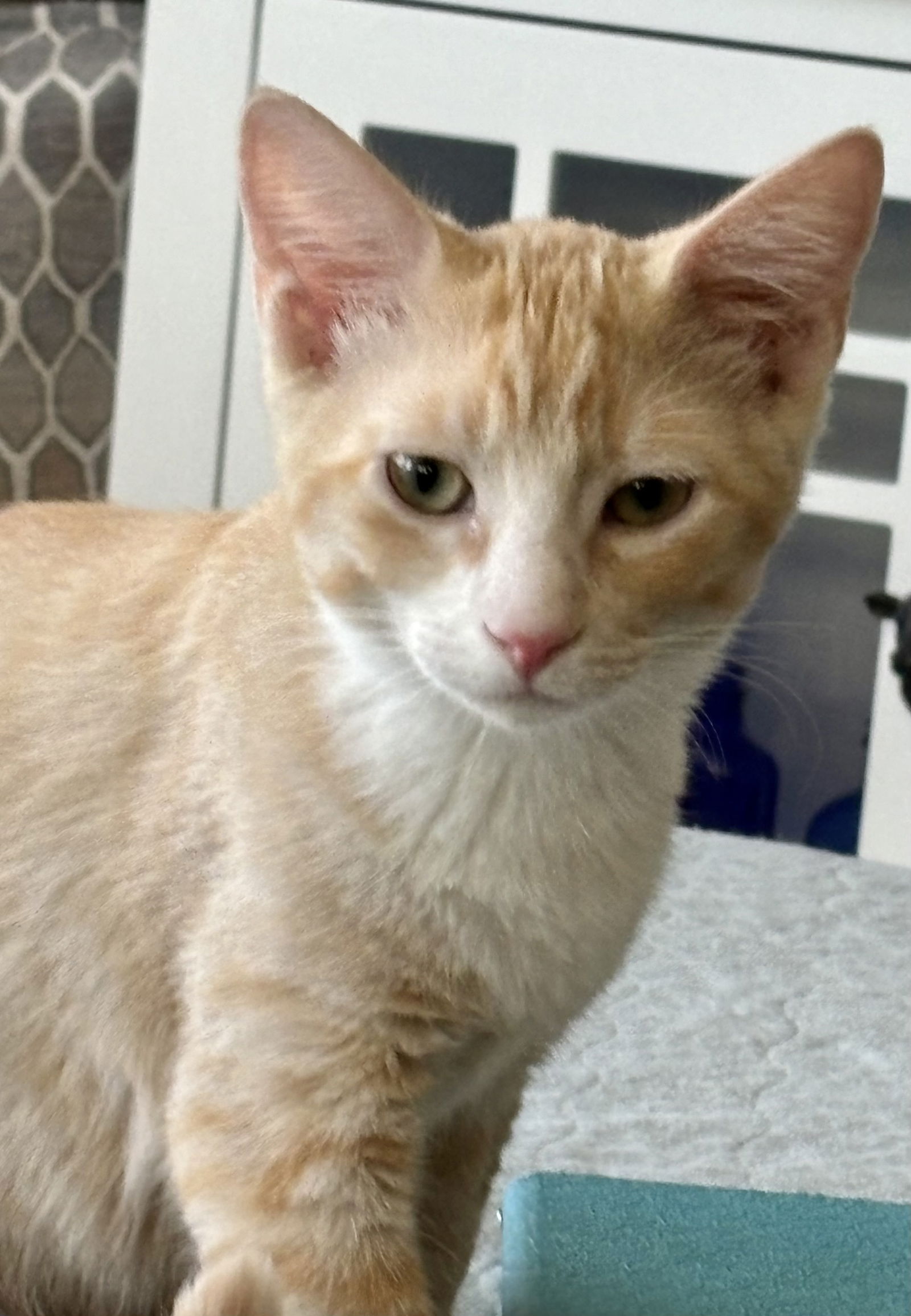 adoptable Cat in Antioch, CA named Orlando (bonded with Dylan)