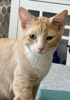 adoptable Cat in Antioch, CA named Orlando (bonded with Dylan)