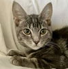 adoptable Cat in Antioch, CA named Dylan