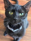 adoptable Cat in Oakley, CA named Midnight