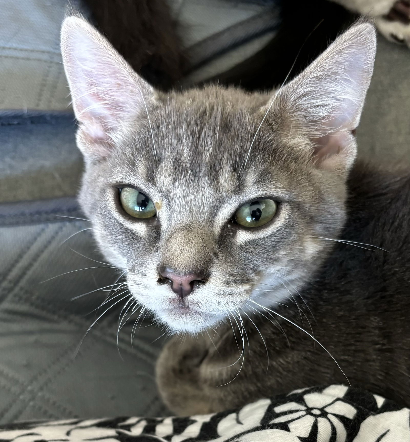 adoptable Cat in Oakley, CA named Whiskers