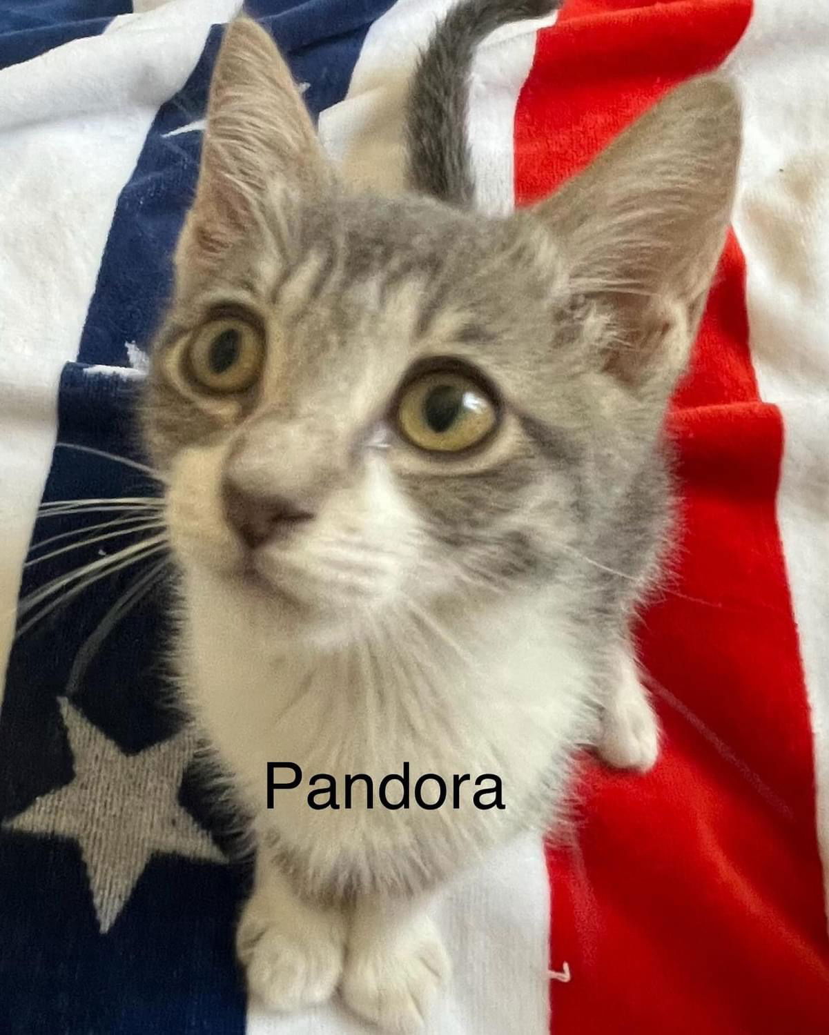 adoptable Cat in Oakley, CA named Pandora