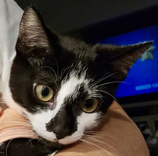 adoptable Cat in Oakley, CA named Boudin