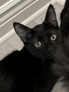 adoptable Cat in Antioch, CA named Dorian