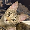 adoptable Cat in  named Brandy - Bonded with Asher