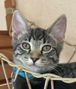 adoptable Cat in Antioch, CA named Asher - Bonded with Brandy