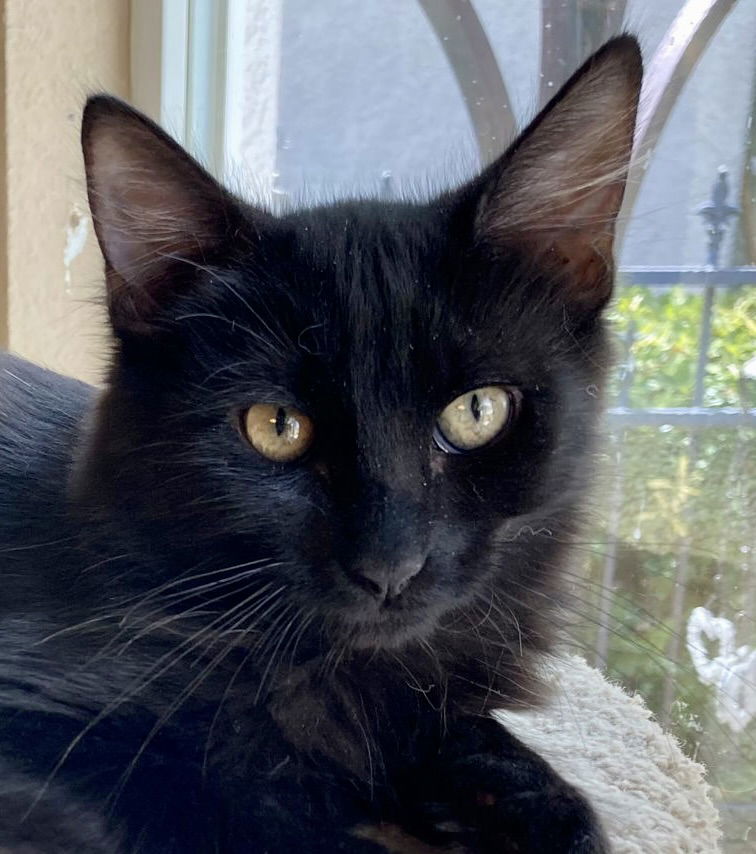 adoptable Cat in Oakley, CA named Dalia