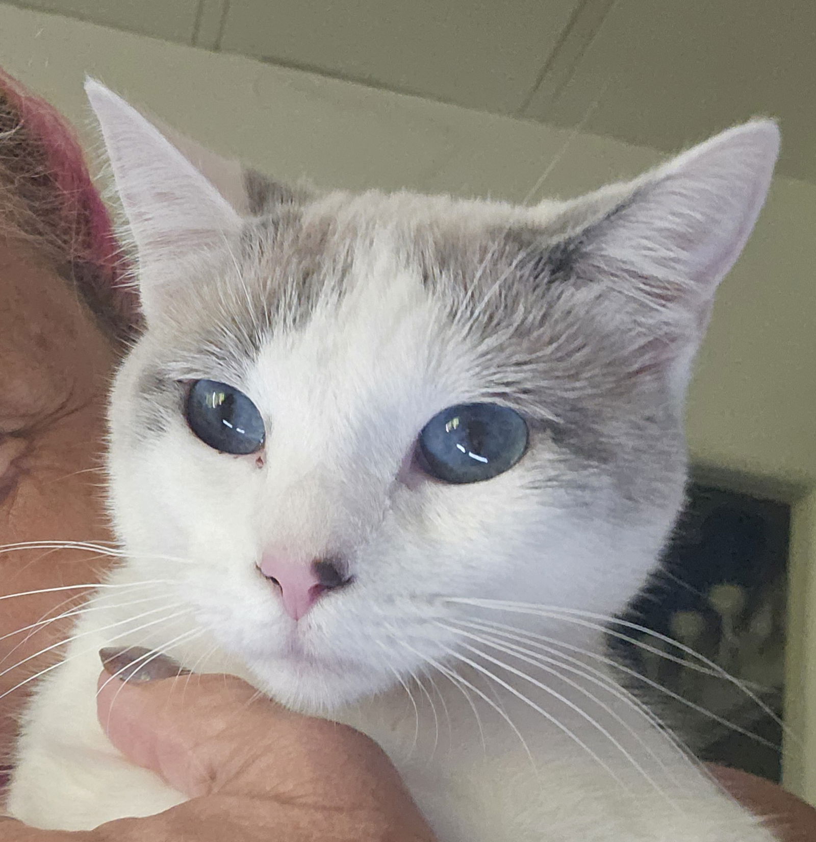 adoptable Cat in Antioch, CA named Liberty (Bonded with Bijou)