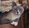 adoptable Cat in Antioch, CA named Bijou (Bonded with Liberty)